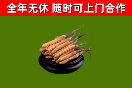 坊子烟酒回收冬虫夏草.jpg